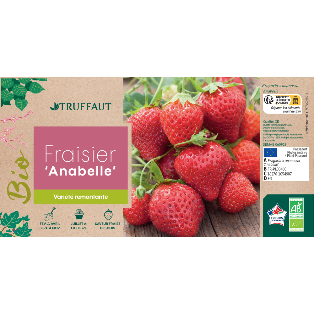 Plant de Fraisier 'Anabelle' AB - Racines nues 