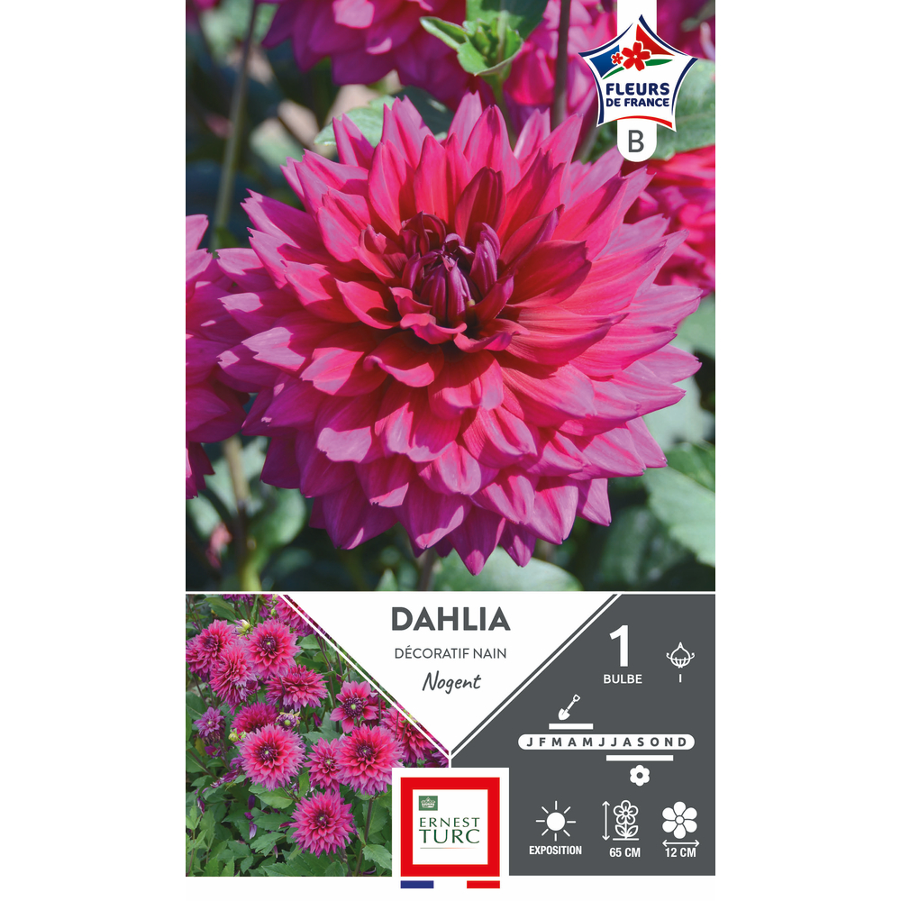 Bulbe de Dahlia décoratif Nogent I x 1