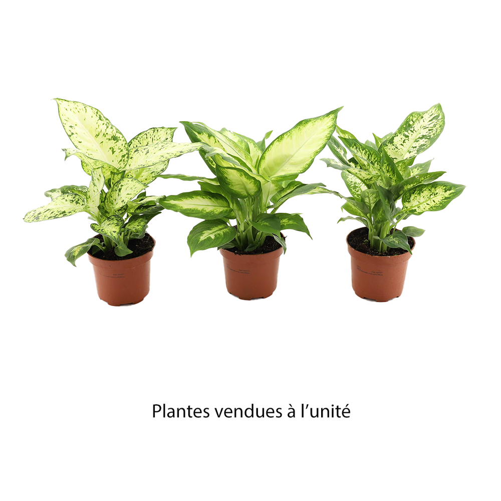 Dieffenbachia mix : pot D.12cm - H.25 cm