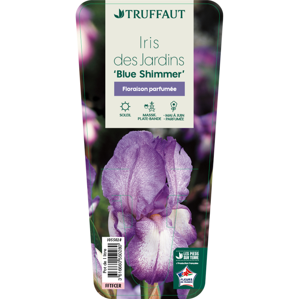 Iris 'Blue Shimmer' Pot 1L