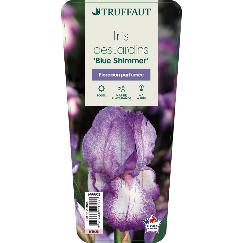 Iris 'Blue Shimmer' Pot 1L