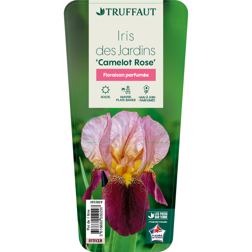 Iris 'Camelot Rose' Pot 1L