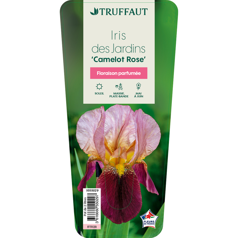 Iris 'Camelot Rose' Pot 1L