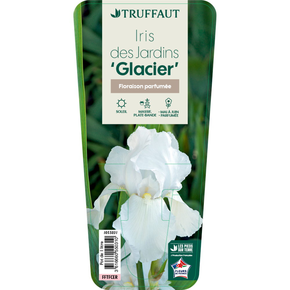 Iris 'Glacier' Pot 1L