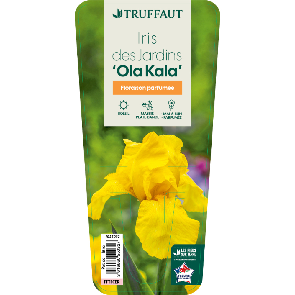 Iris 'Ola Kala' Pot 1L