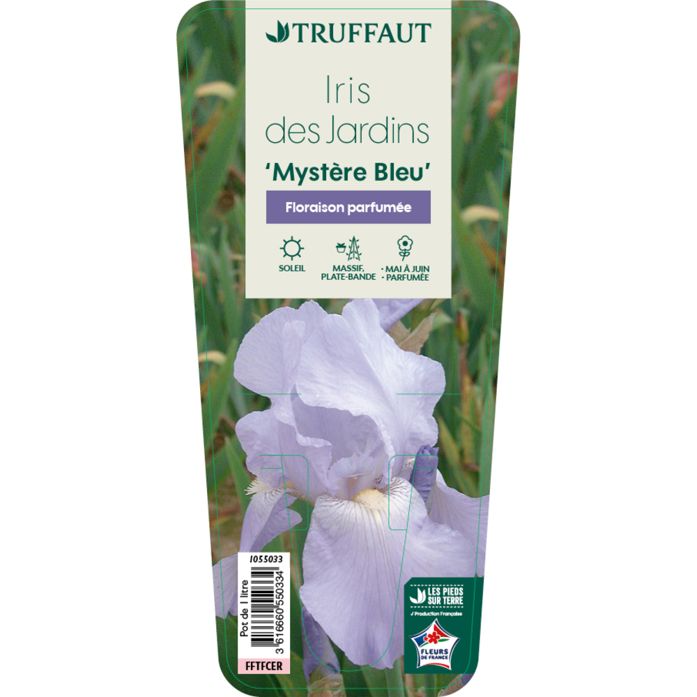 Iris 'Profond Mystère' Pot 1L