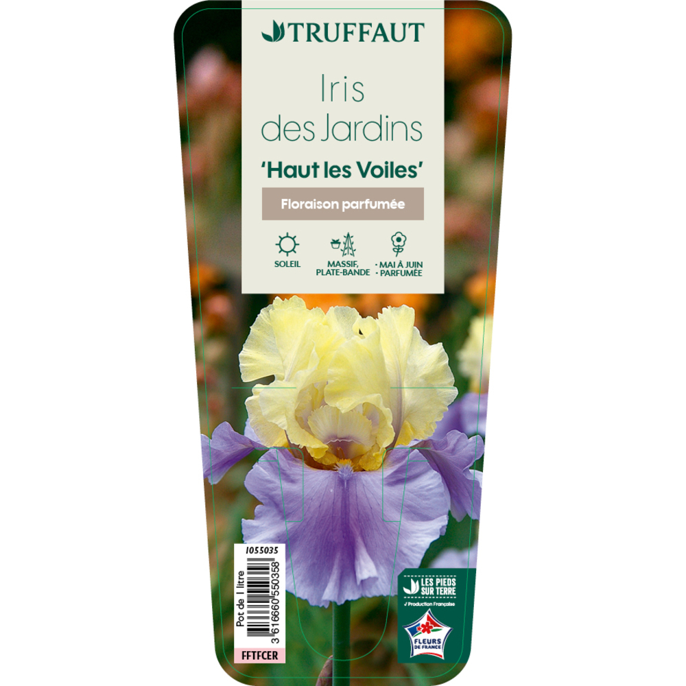 Iris 'Haut Les Voiles ' Pot 1L