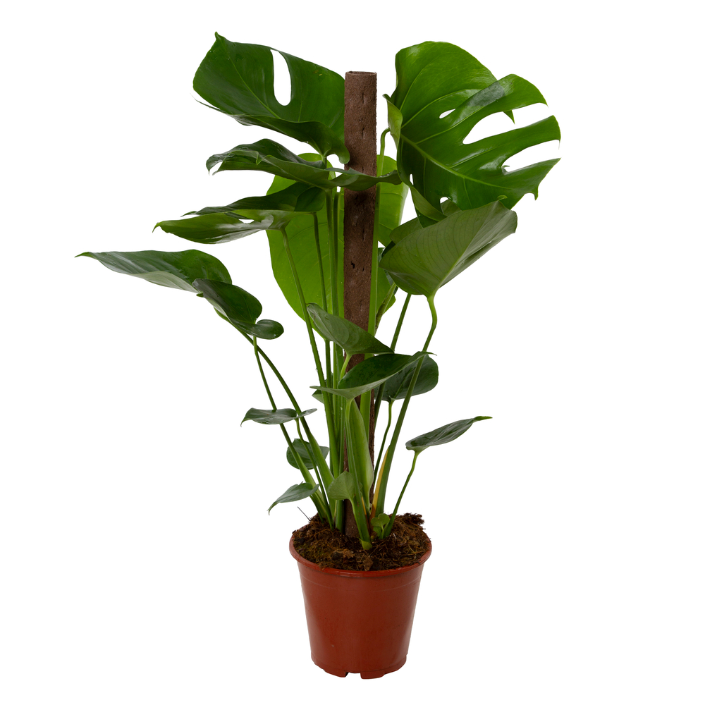 Philodendron Monstera deliciosa H100cm avec tuteur : Pot D21 cm