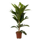 Ficus benghalensis 'Roy' H105cm- Pot D 21cm