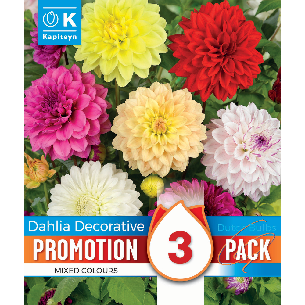 Bulbes à fleurs Dahlia Decoratif