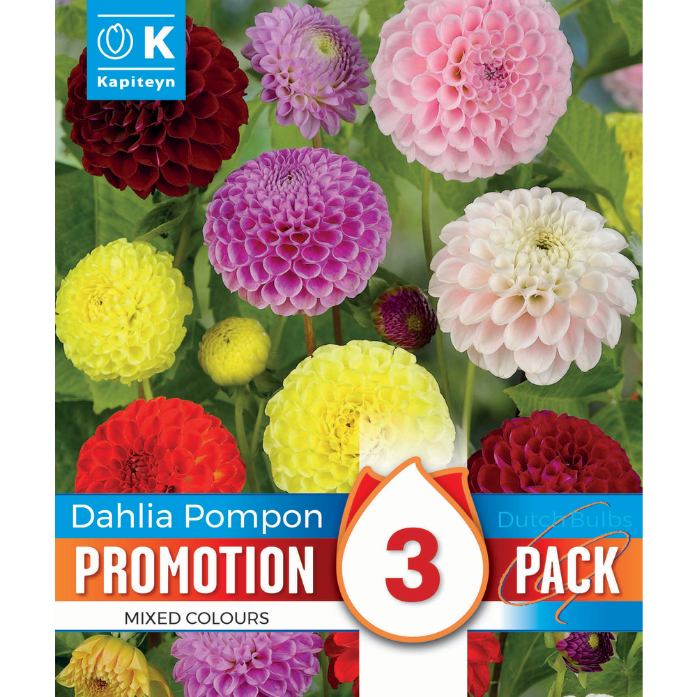 Bulbes à fleurs Dahlia Pompon