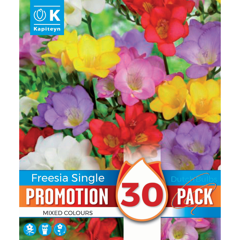 Bulbes à fleurs Freesia Mix