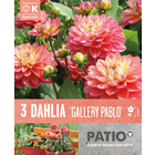 Bulbes à fleurs Dahlia Gallery Pablo