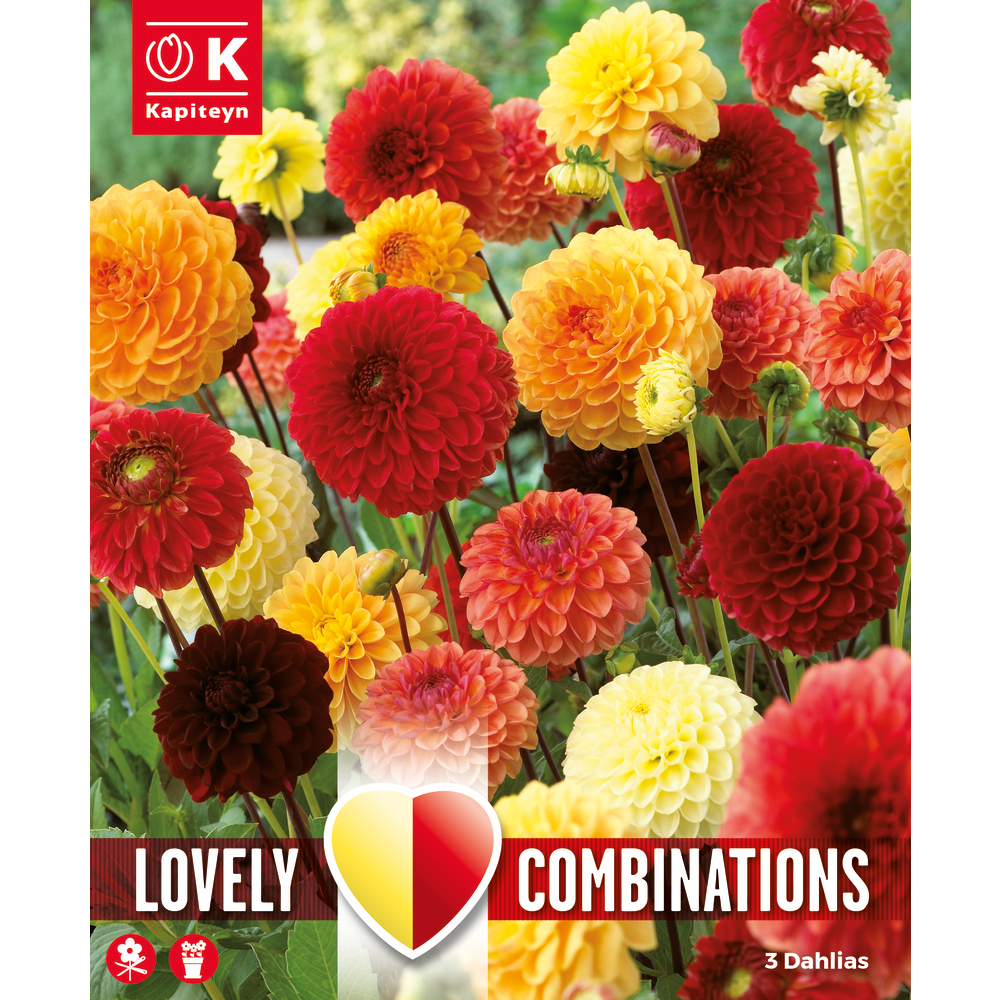 Bulbes à fleurs Dahlia Ball Red, Orange, Yellow