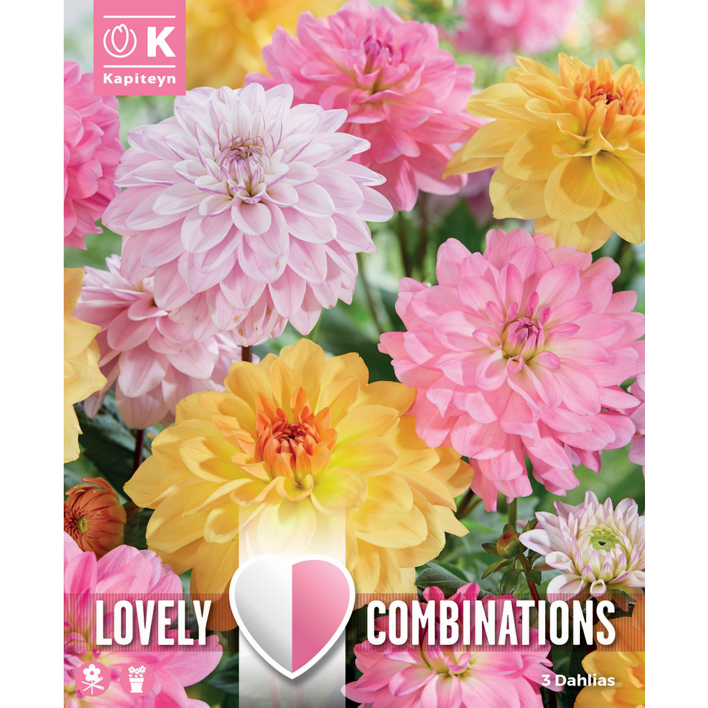 Bulbes à fleurs Dahlia Decorative Soft Tones