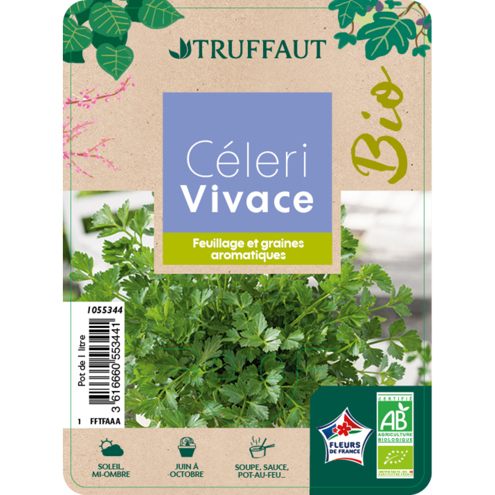 Plants de céleri vivace BIO : pot de 1 litre