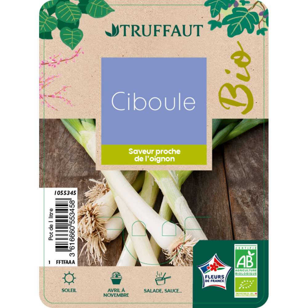 Plant de Ciboule Blanche AB : pot 1 litre
