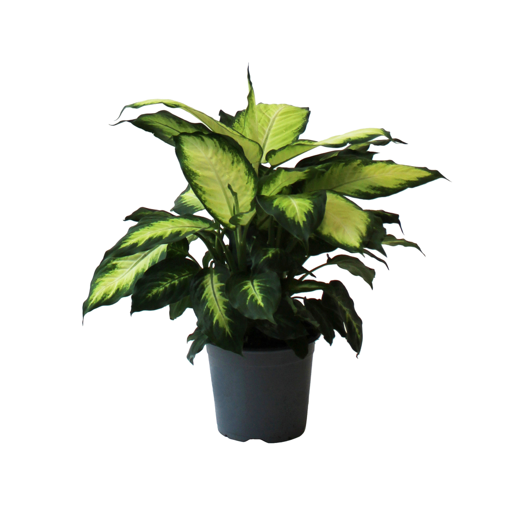 Dieffenbachia Camilla H50cm : pot D17cm