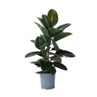 Ficus Elastica Robusta H65/70cm : pot D17cm