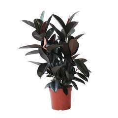 Ficus Elastica Robusta ramifié H85cm :  pot D21cm