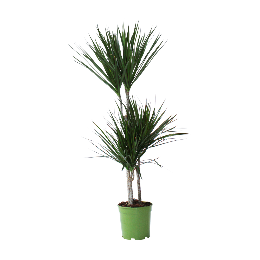 Dracaena marginata H100cm, 3 pieds : pot D21cm