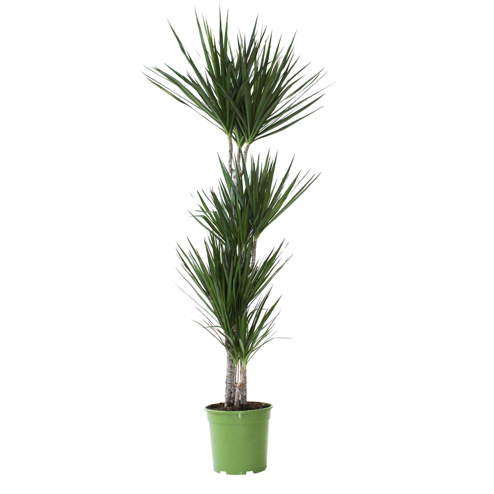 Dracaena marginata H135cm, 3 pieds : pot D24cm