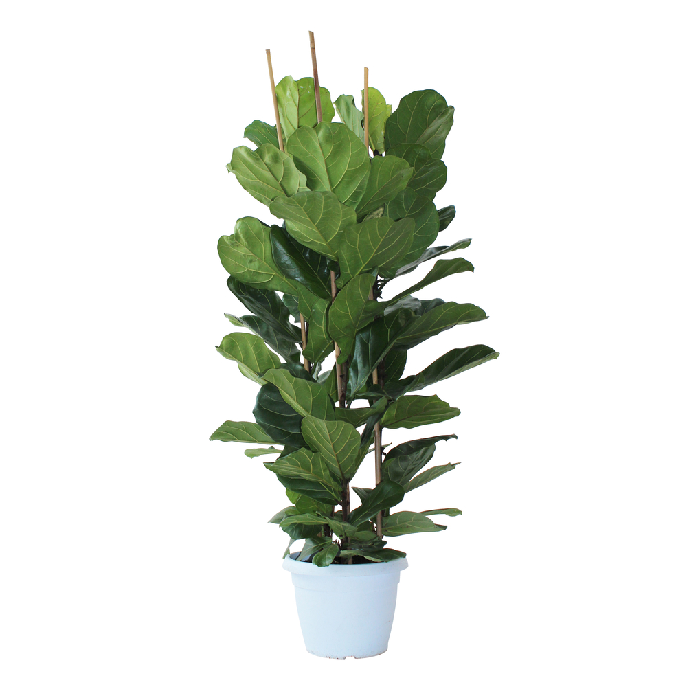 Ficus lyrata H150cm, 3 pieds : pot D35cm