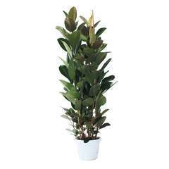 Ficus Elastica Robusta H170cm, 3pieds :  pot D35cm