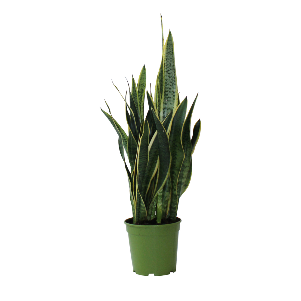 Sansevieria 'Laurentii' H65cm : pot D21cm