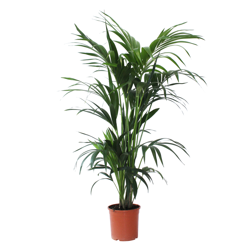 Kentia H100cm 4 pieds : D19cm