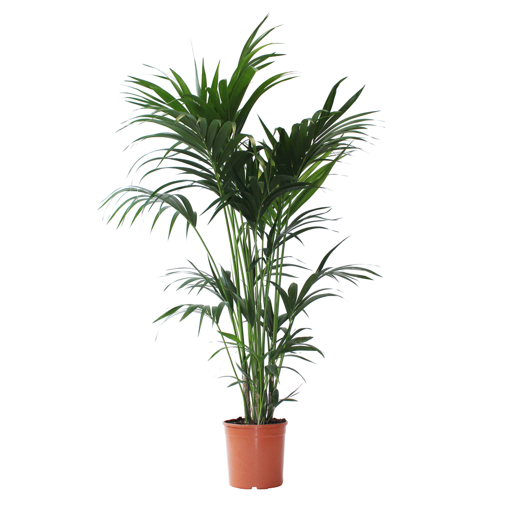 Kentia H.140cm, 7 pieds : pot D25cm