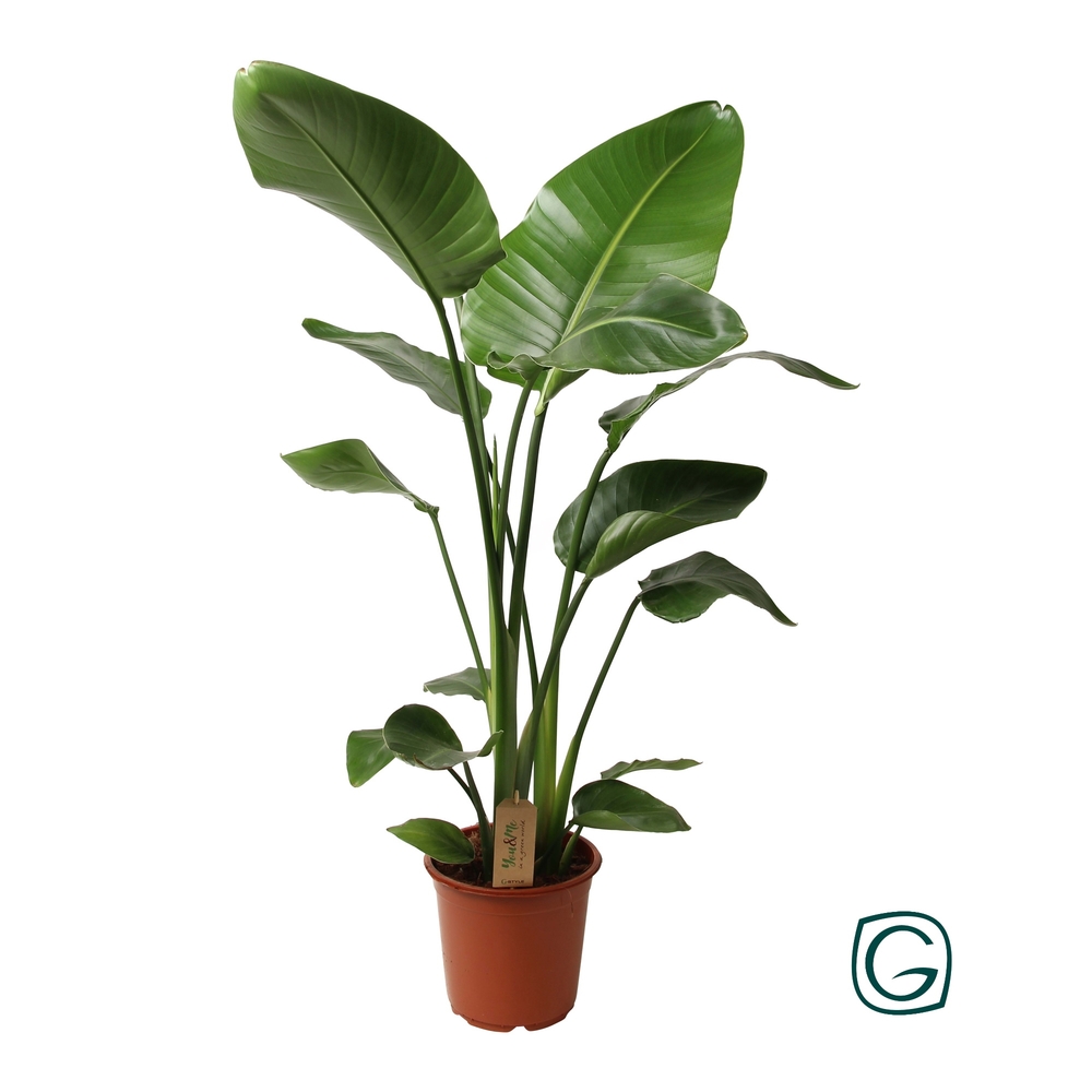 Strelitzia augusta:H 170 cm pot D28 cm