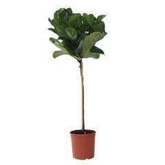 Ficus lyrata 'Bambino'sur tige H120cm : pot D23cm
