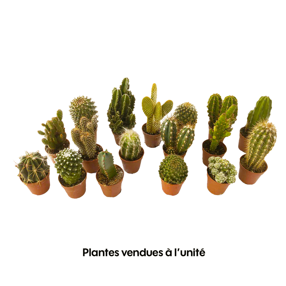 Cactus mix : pot Ø5.5 cm