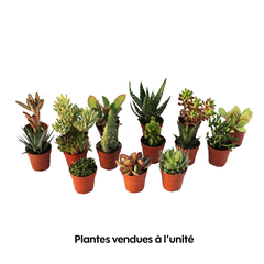 Plantes Succulentes mix, pot Ø5,5 cm