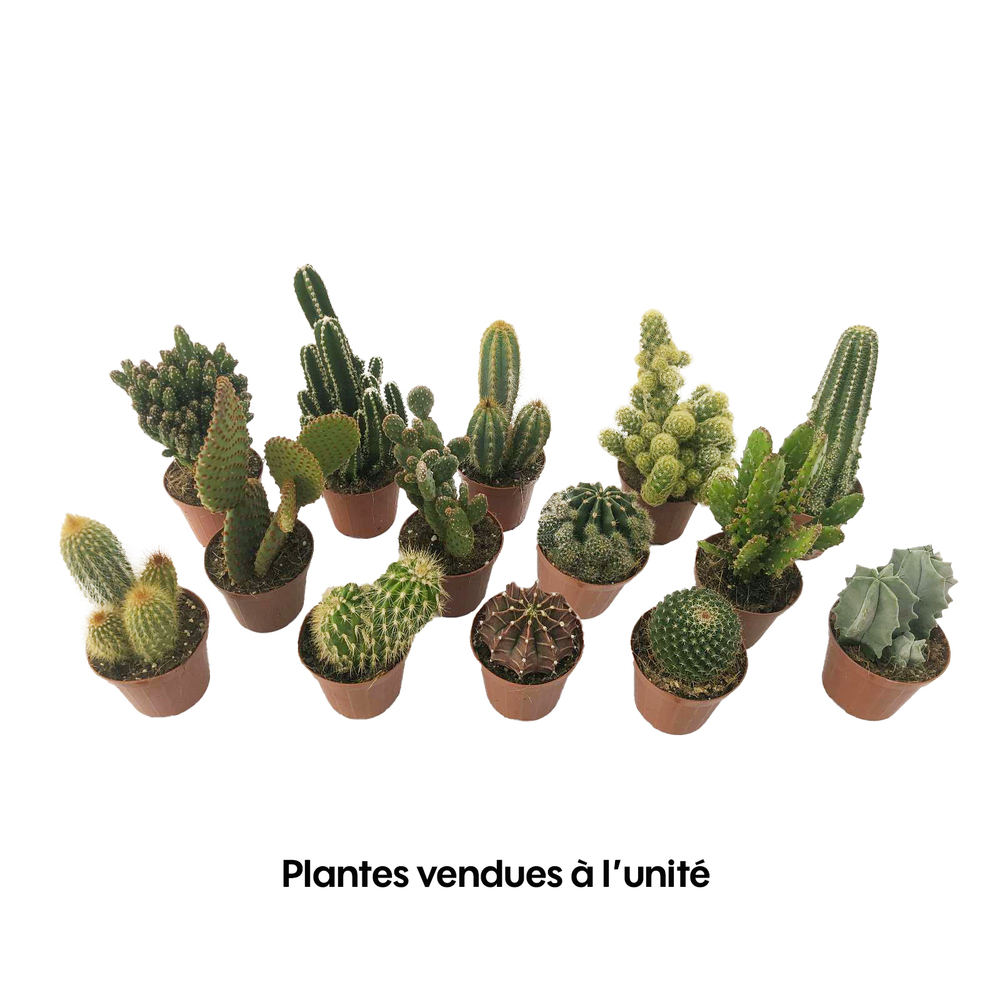 Cactus mix : pot Ø8.5cm