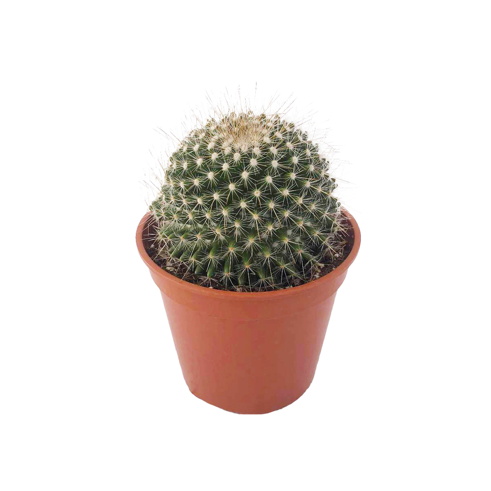 Cactus mix : pot Ø12cm