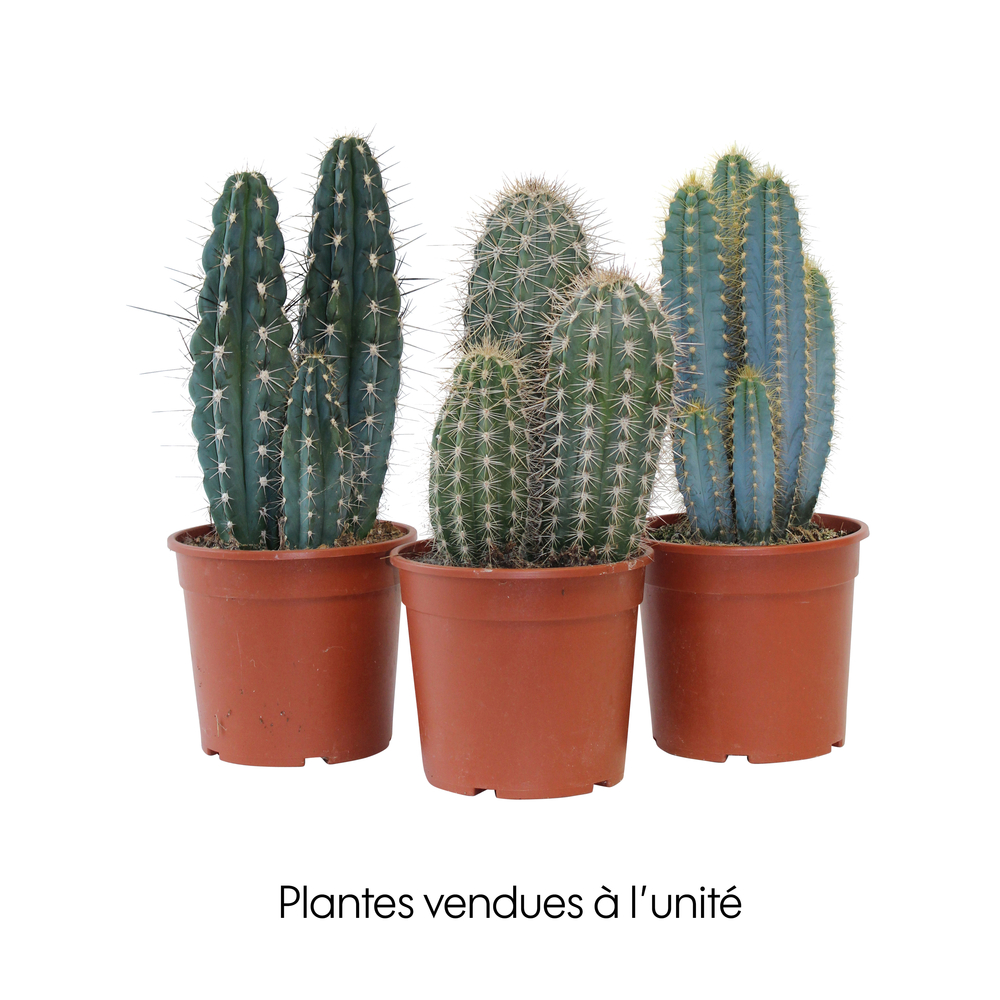 Cactus mix : pot Ø17cm