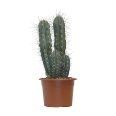 Cactus mix : pot Ø25cm