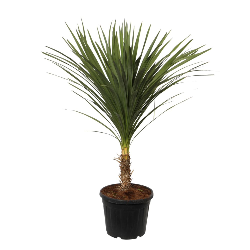 Cordyline indivisa : pot de 35 L - XL