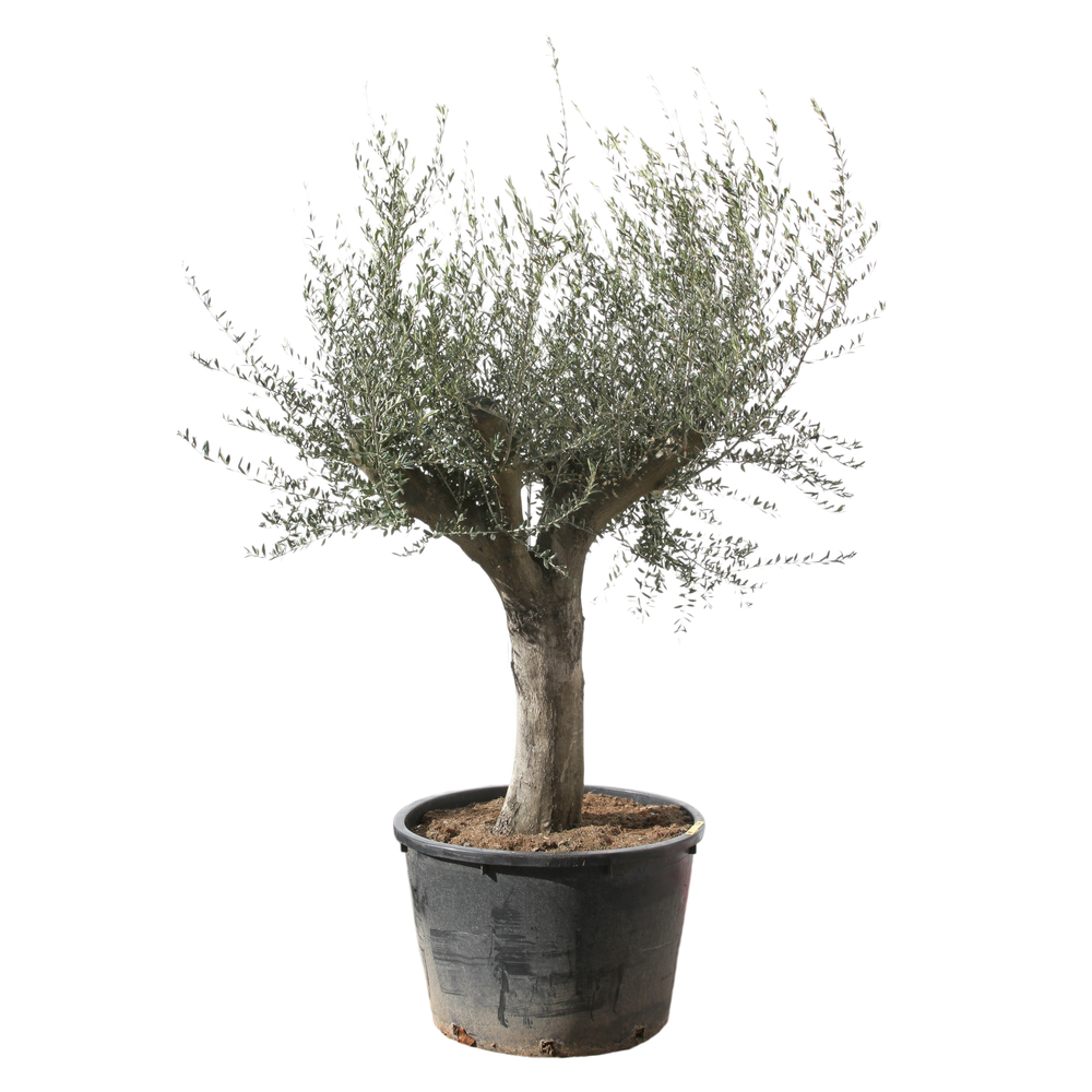 Olivier, Olea europeae, tronc lisse : pot de 230 L - H. 60/80 cm