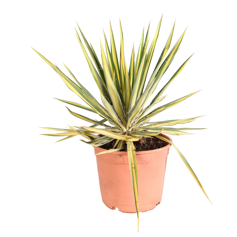 Yucca 'Color Guard' - Pot 5L