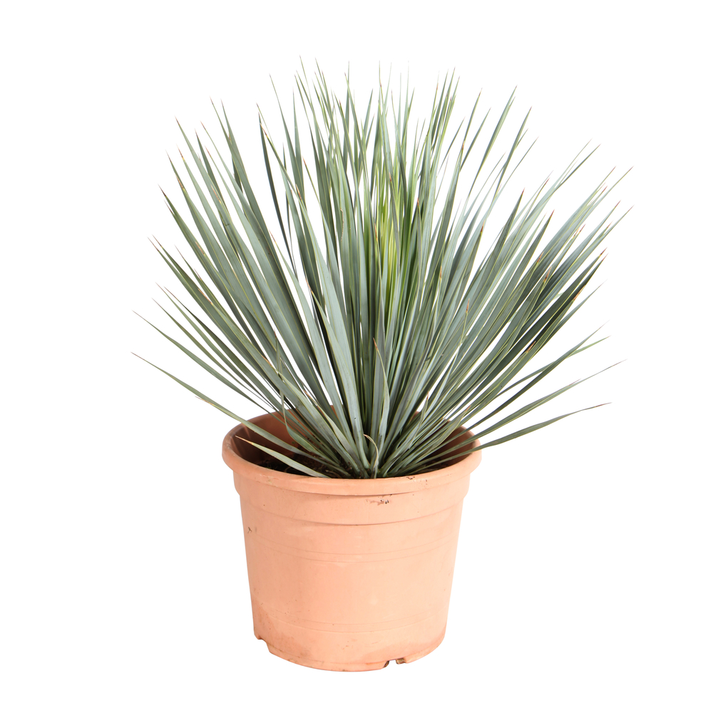 Yucca elephantipes 'Puck'- Pot 10L