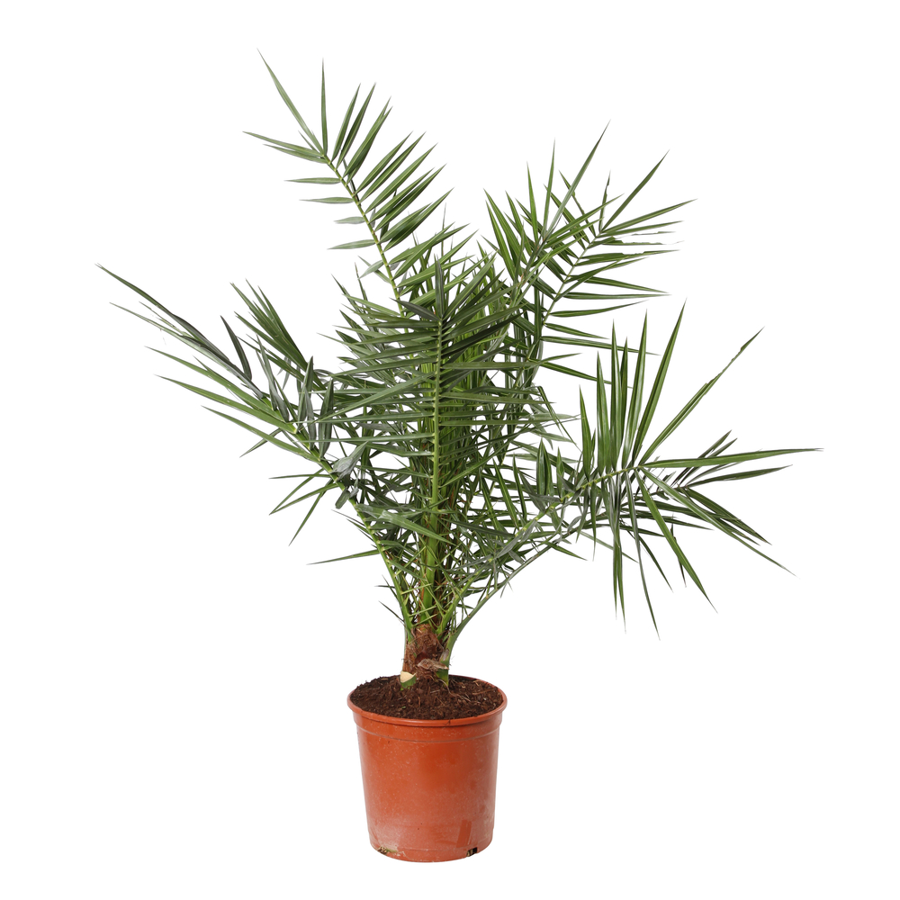 Phoenix canariensis : pot de 10 L - H. 110/130 cm