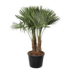 Palmier de Chine - Trachycarpus fortunei : pot 70 Litres