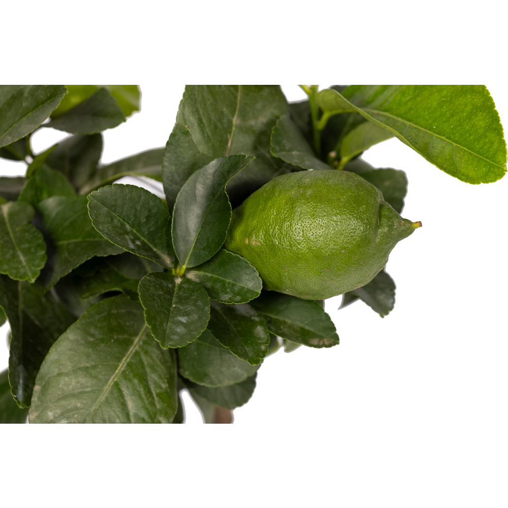 Citronnier : pot D15cm