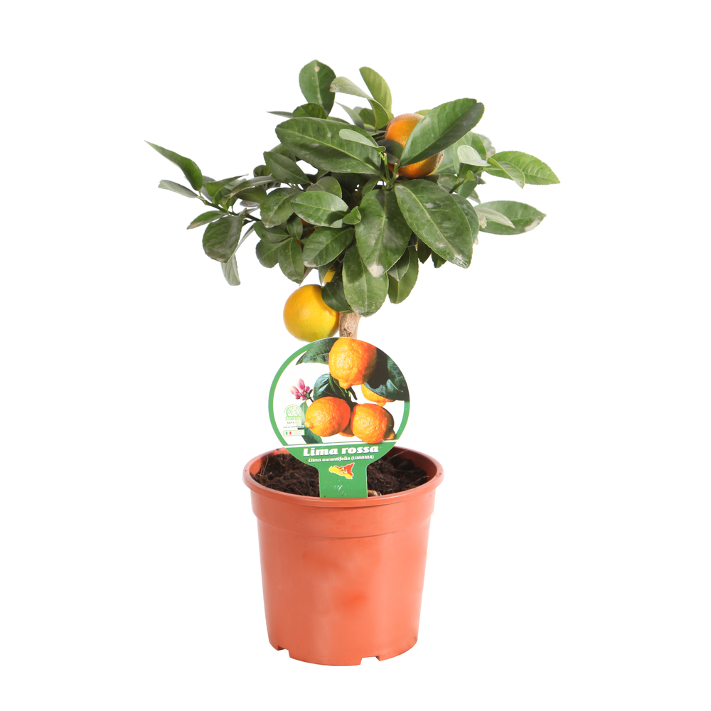 Lime rouge:Mini-tige pot D15 cm
