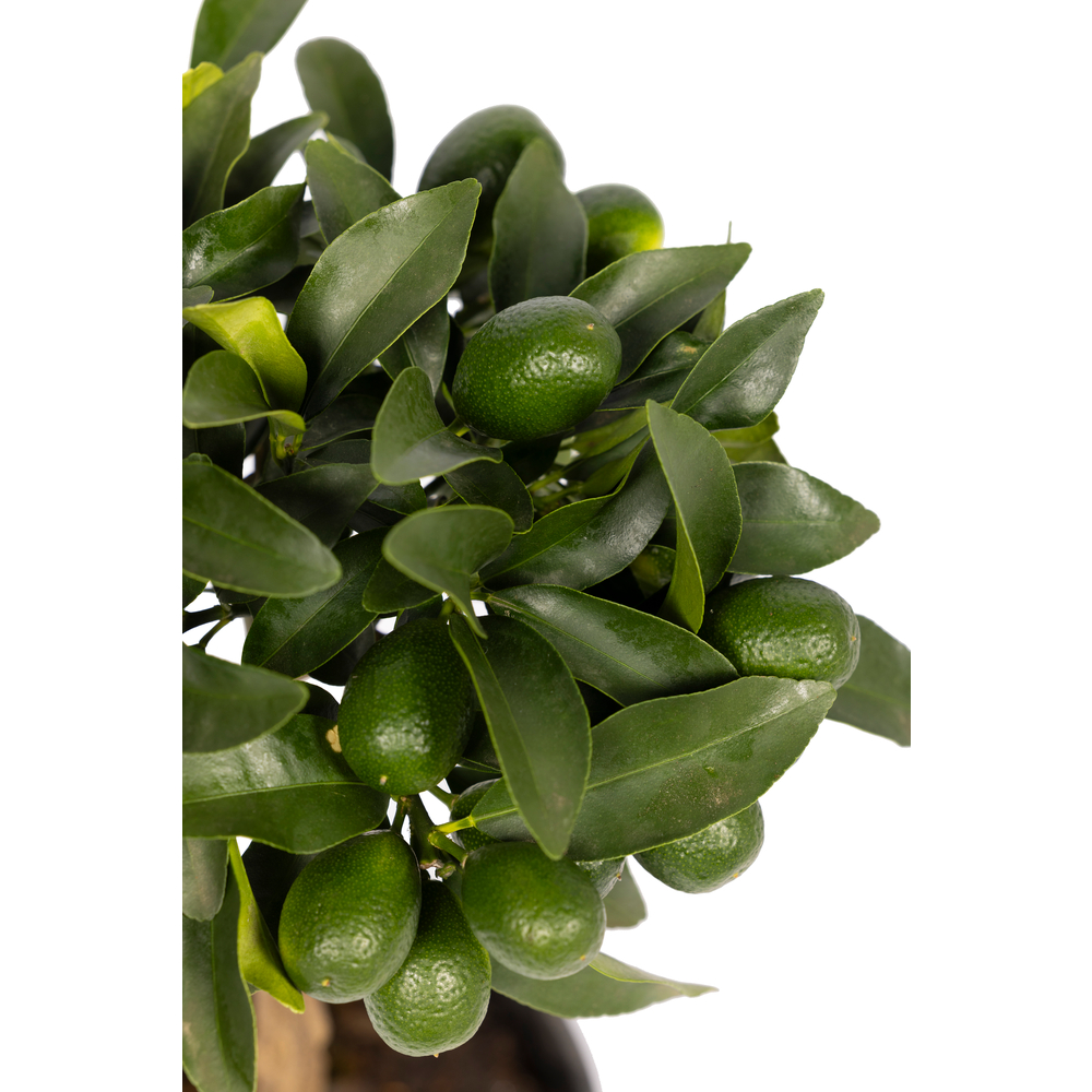 Kumquat : pot D15cm