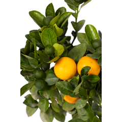 Calamondin (oranger cocktail) : pot D15cm