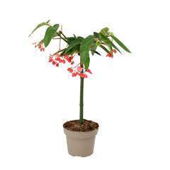 Begonia Tamaya sur tige H50cm : pot D14cm